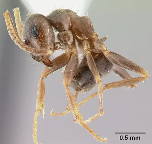Lasius americanus specimen CASENT0179854 image casent0179854_3