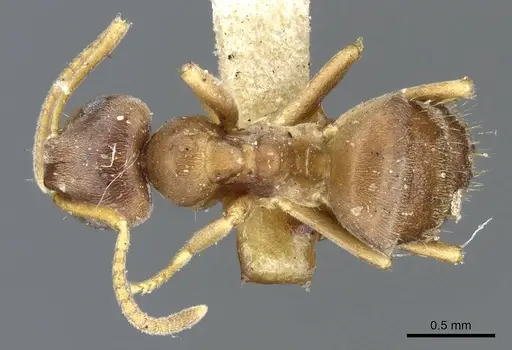 Lasius americanus specimen CASENT0905677 image casent0905677_1