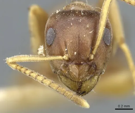Lasius americanus specimen CASENT0905677 image casent0905677_2