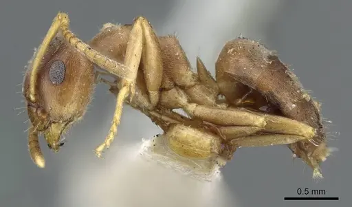 Lasius americanus specimen CASENT0905677 image casent0905677_3