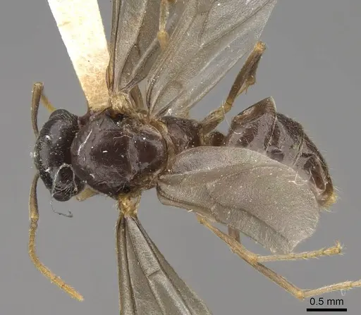 Lasius americanus specimen CASENT0923056 image casent0923056_1