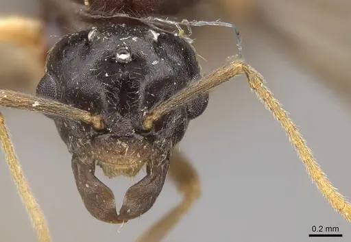 Lasius americanus specimen CASENT0923056 image casent0923056_2