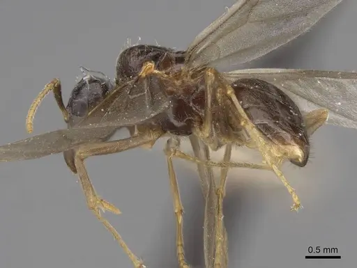 Lasius americanus specimen CASENT0923056 image casent0923056_3