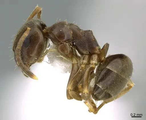 Lasius americanus specimen CASENT0923596 image casent0923596_1