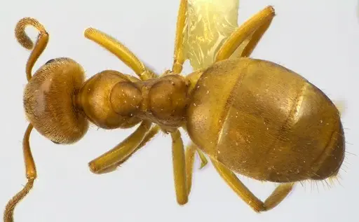 Lasius aphidicola specimen ANTWEB1041619 image antweb1041619_1