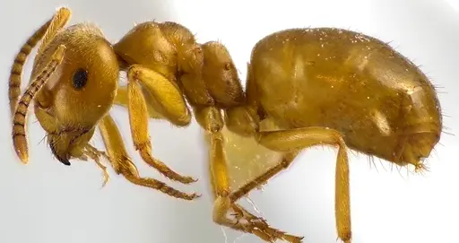 Lasius aphidicola specimen ANTWEB1041619 image antweb1041619_3