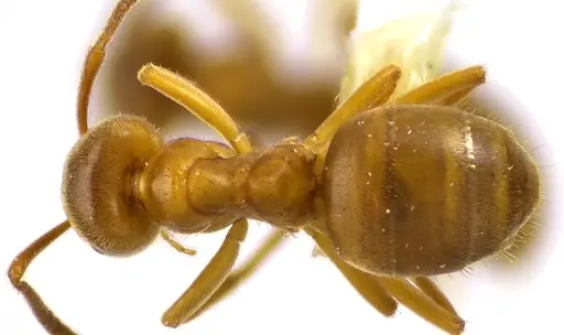 Lasius aphidicola specimen ANTWEB1041620 image antweb1041620_1