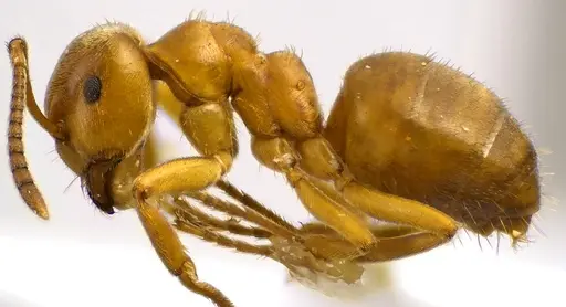 Lasius aphidicola specimen ANTWEB1041620 image antweb1041620_3