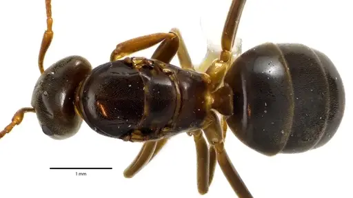 Lasius aphidicola specimen ANTWEB1041632 image antweb1041632_1