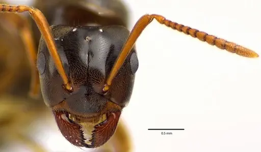 Lasius aphidicola specimen ANTWEB1041632 image antweb1041632_2