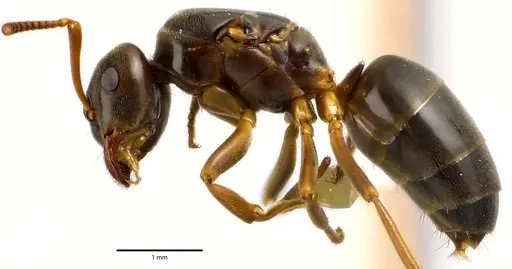 Lasius aphidicola specimen ANTWEB1041632 image antweb1041632_3