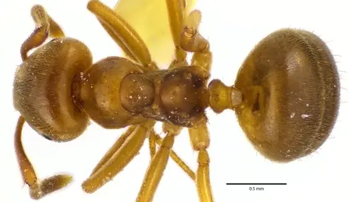 Lasius aphidicola specimen ANTWEB1041644 image antweb1041644_1