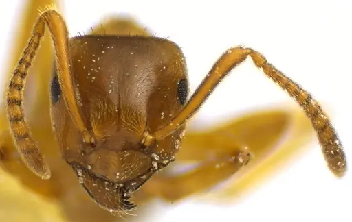 Lasius aphidicola specimen ANTWEB1041644 image antweb1041644_2