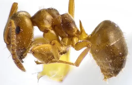 Lasius aphidicola specimen ANTWEB1041644 image antweb1041644_3