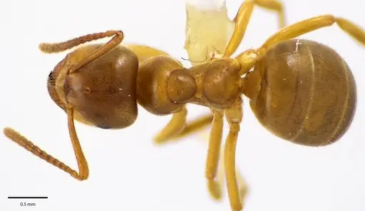 Lasius aphidicola specimen ANTWEB1041682 image antweb1041682_1