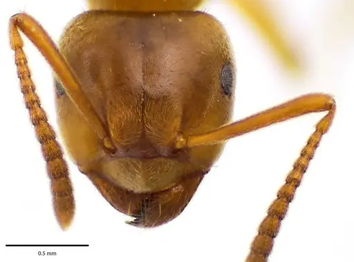 Lasius aphidicola specimen ANTWEB1041682 image antweb1041682_2
