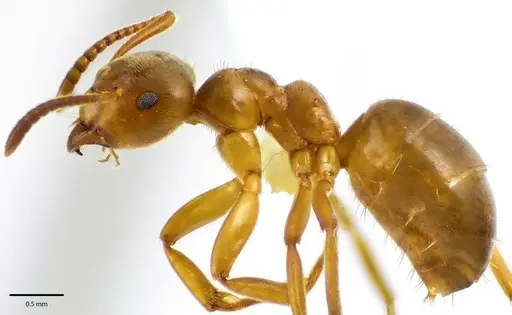 Lasius aphidicola specimen ANTWEB1041682 image antweb1041682_3