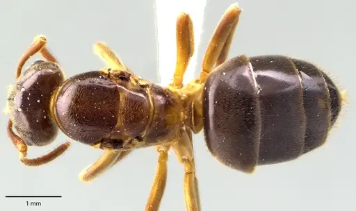 Lasius aphidicola specimen ANTWEB1041693 image antweb1041693_1