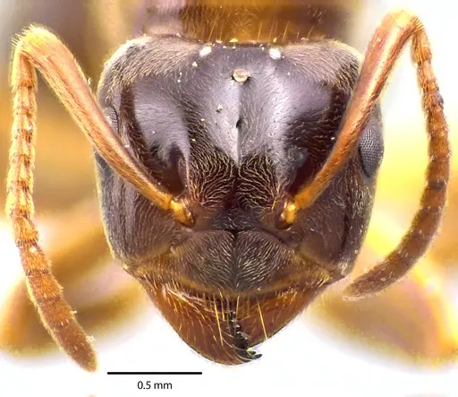Lasius aphidicola specimen ANTWEB1041693 image antweb1041693_2