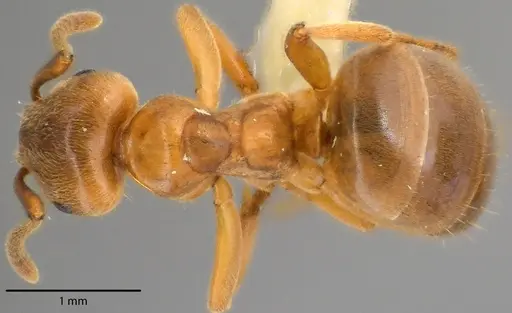 Lasius aphidicola specimen ANTWEB1041726 image antweb1041726_1