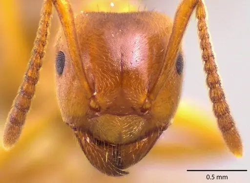 Lasius aphidicola specimen ANTWEB1041726 image antweb1041726_2