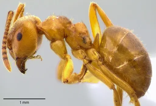 Lasius aphidicola specimen ANTWEB1041726 image antweb1041726_3