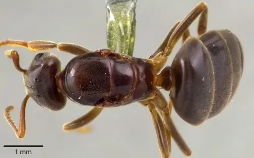 Lasius aphidicola specimen ANTWEB1041733 image antweb1041733_1