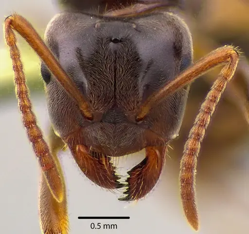 Lasius aphidicola specimen ANTWEB1041733 image antweb1041733_3