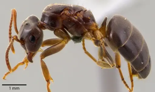 Lasius aphidicola specimen ANTWEB1041733 image antweb1041733_4