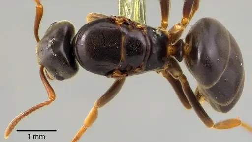 Lasius aphidicola specimen ANTWEB1041734 image antweb1041734_1