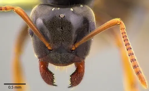 Lasius aphidicola specimen ANTWEB1041734 image antweb1041734_3
