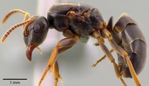 Lasius aphidicola specimen ANTWEB1041734 image antweb1041734_4