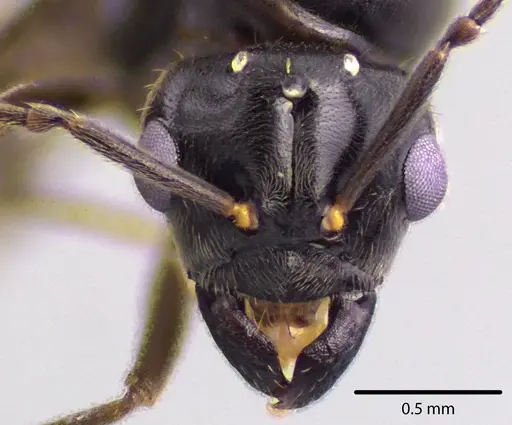 Lasius aphidicola specimen ANTWEB1041742 image antweb1041742_1