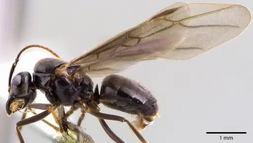 Lasius aphidicola specimen ANTWEB1041742 image antweb1041742_2