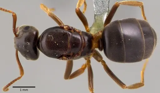 Lasius aphidicola specimen ANTWEB1041745 image antweb1041745_1