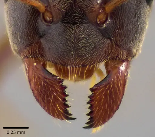 Lasius aphidicola specimen ANTWEB1041745 image antweb1041745_4