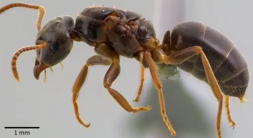 Lasius aphidicola specimen ANTWEB1041745 image antweb1041745_5