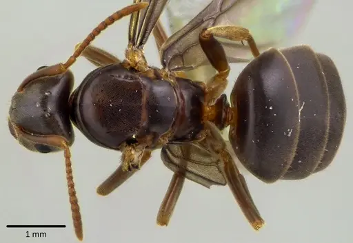Lasius aphidicola specimen ANTWEB1041748 image antweb1041748_1