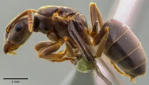 Lasius aphidicola specimen ANTWEB1041748 image antweb1041748_4
