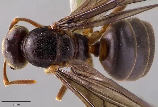 Lasius aphidicola specimen ANTWEB1041763 image antweb1041763_1