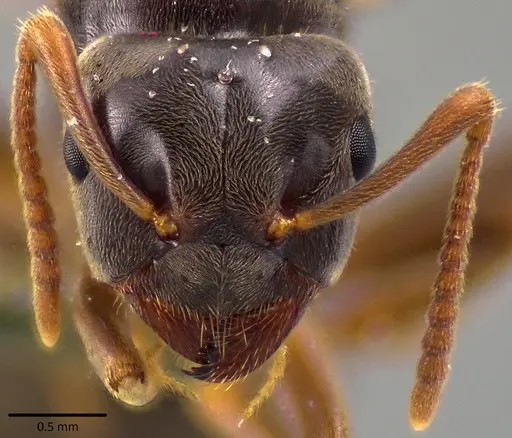 Lasius aphidicola specimen ANTWEB1041763 image antweb1041763_2