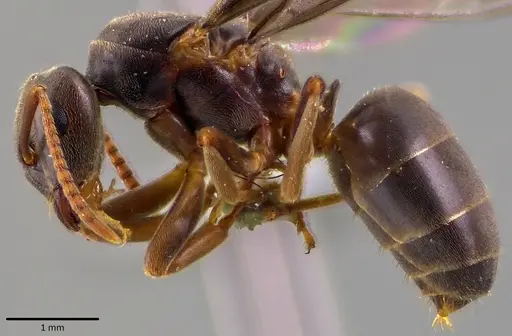 Lasius aphidicola specimen ANTWEB1041763 image antweb1041763_3