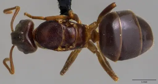 Lasius aphidicola specimen ANTWEB1060118 image antweb1060118_1