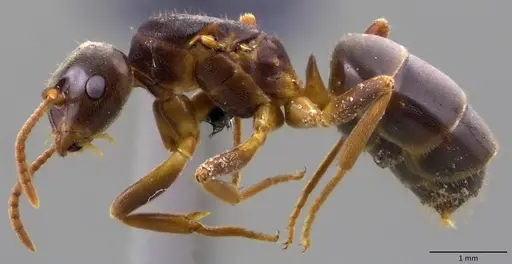 Lasius aphidicola specimen ANTWEB1060118 image antweb1060118_3