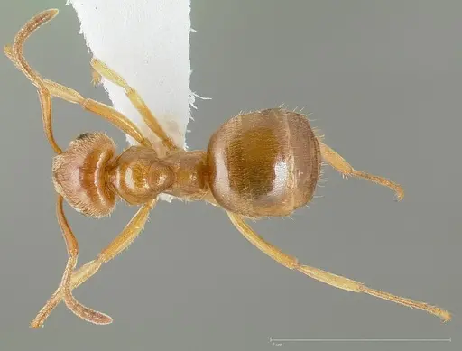 Lasius aphidicola specimen CASENT0005409 image casent0005409_1