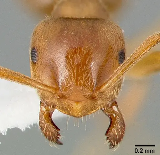Lasius aphidicola specimen CASENT0005409 image casent0005409_2