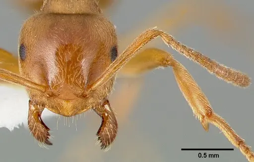 Lasius aphidicola specimen CASENT0005409 image casent0005409_3