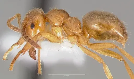 Lasius aphidicola specimen CASENT0005409 image casent0005409_4