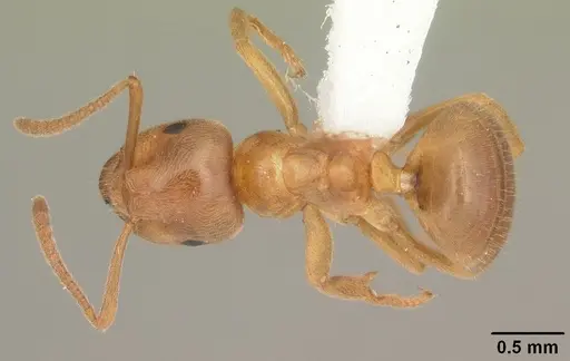 Lasius aphidicola specimen CASENT0103993 image casent0103993_1