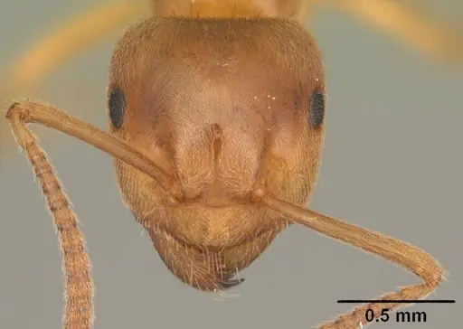 Lasius aphidicola specimen CASENT0103993 image casent0103993_2